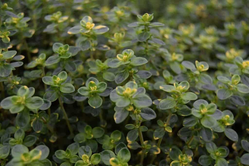 Thymus 'Doone Valley' ---